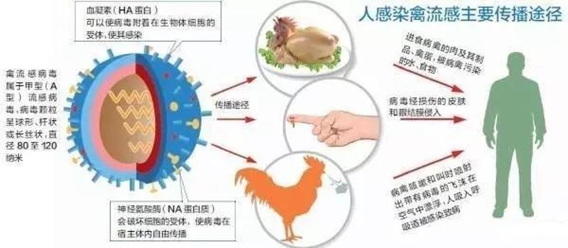 甲型H7N9最新新闻，全球关注下的禽流感动态及防控措施